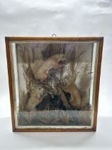 Taxidermy interest. A 19thC cased group of red squirrels S. 49cm x 54cm x 19cm