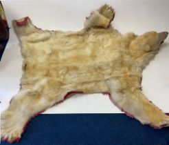 Taxidermy intrest. A superb polar bear skin rug L. 250cm W. 249cm. Prov: originally preserved for