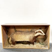 Taxidermy interest. A 19thC cased badger (without glass) S. 92cm x 48cm x 27cm