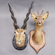 Taxidermy interest: Two shield mounted animal heads, largest H. 62cm.