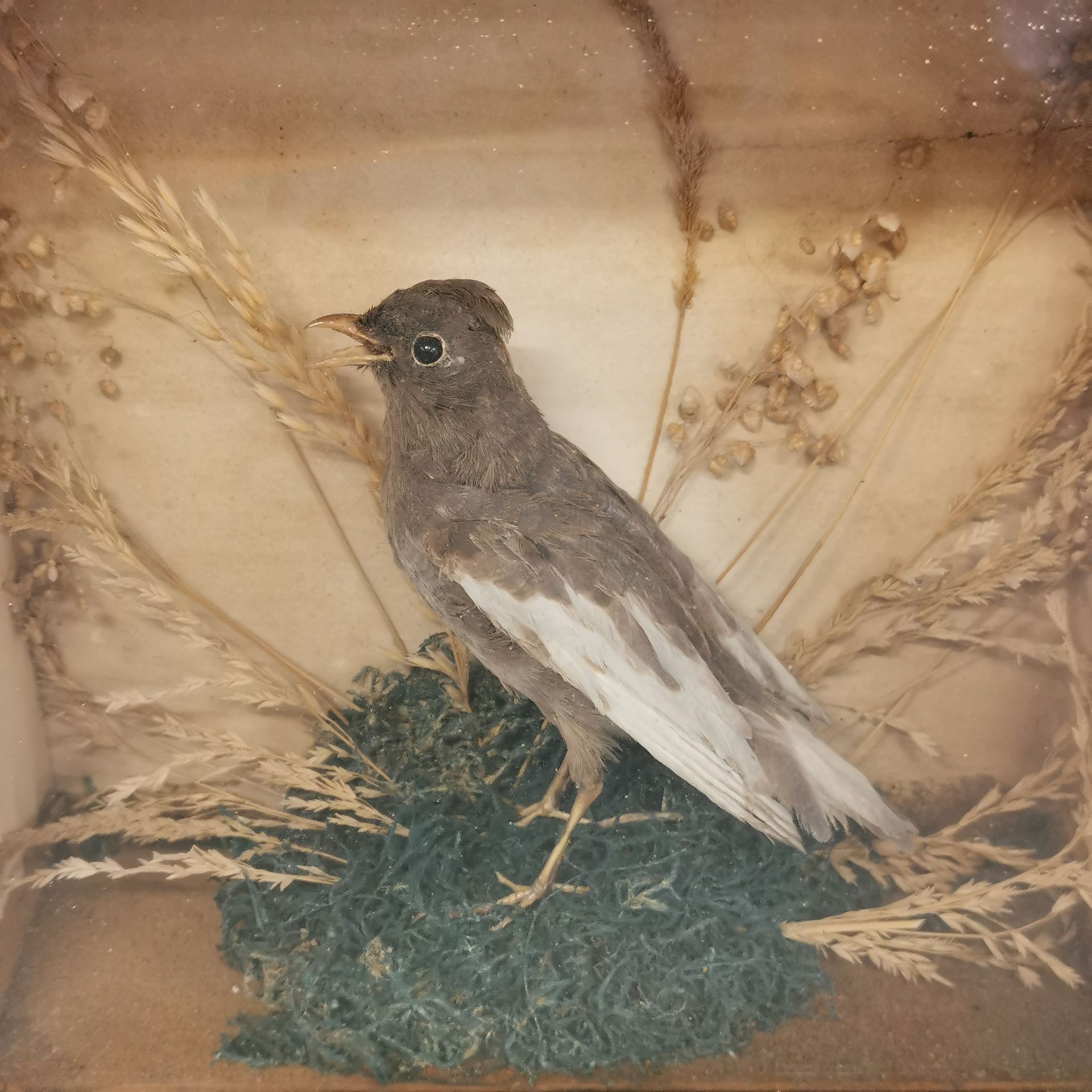 Taxidermy interest: Two 19thC cased birds, dome H. 34cm. - Image 2 of 3