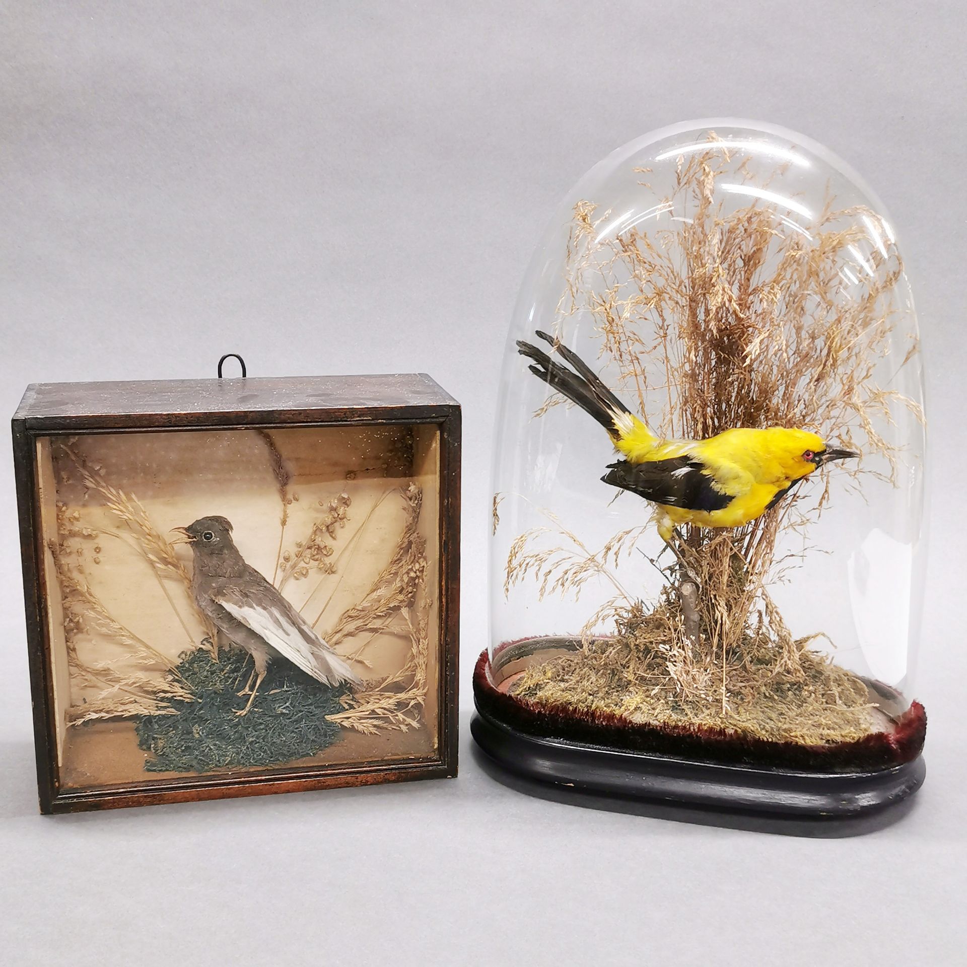 Taxidermy interest: Two 19thC cased birds, dome H. 34cm.