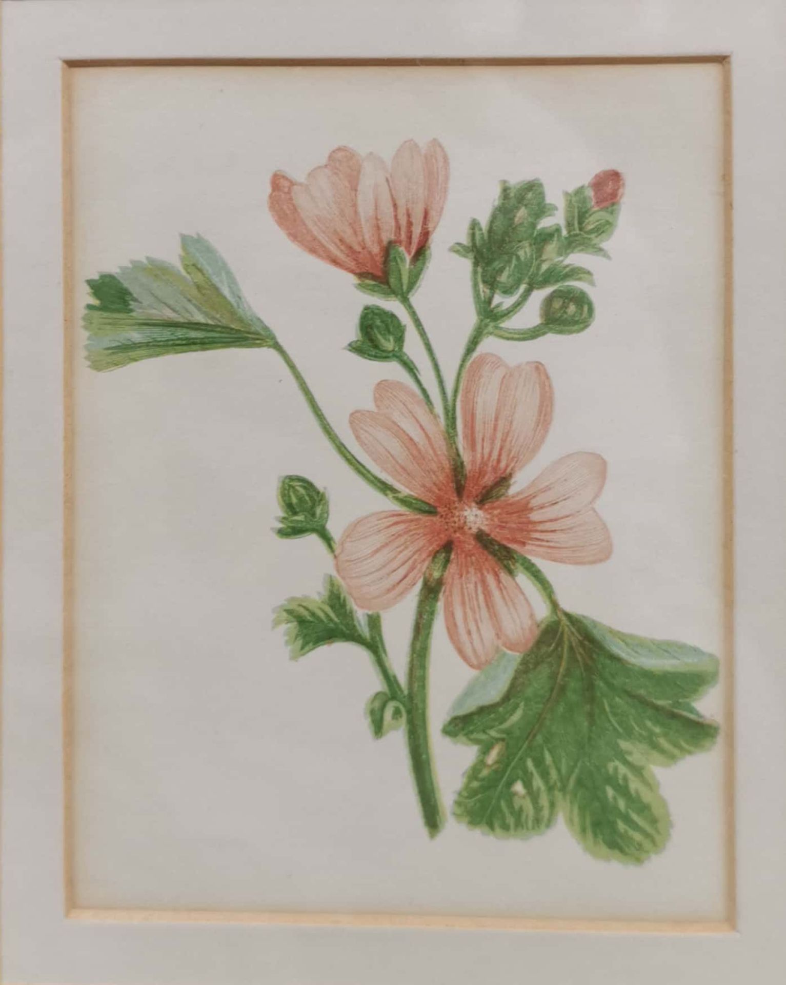 Four gilt framed 19th century prints of flowers and fruit, largest frame size 34 x 29cm. - Image 3 of 4