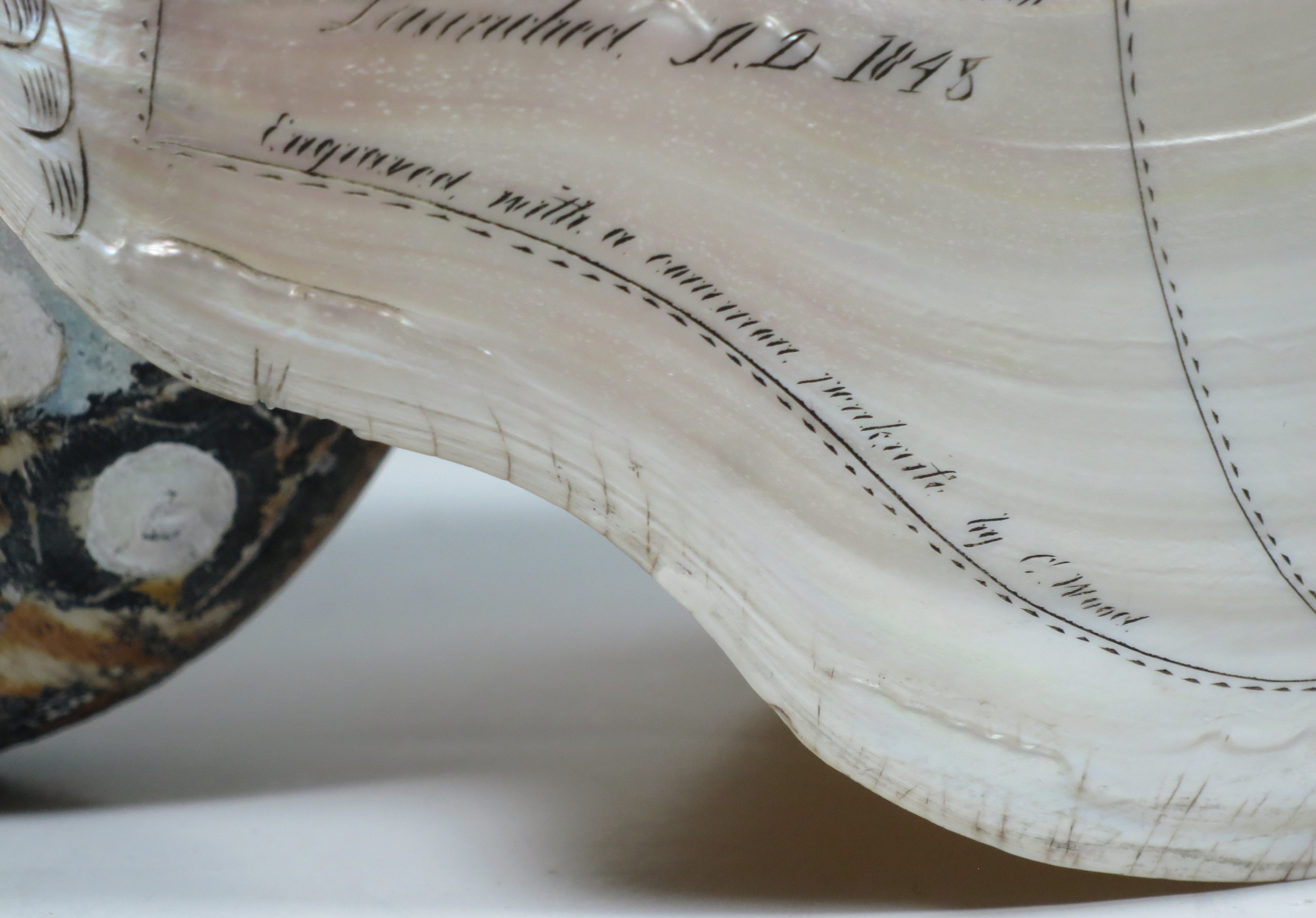 A LARGE-SIZED MID-19TH CENTURY SCRIMSHAW WORKED NAUTILUS SHELL BY C.H. WOOD - Image 8 of 14