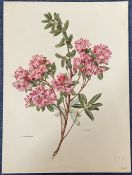 Print. Titled R. racemosum by C Rilfel Measures 16 x 12 inches. Fair Condition. Good condition.