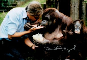 David Attenborough signed 12x8inch colour photo with an orangutan. Good condition. All autographs