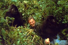David Attenborough signed 12x8 inch colour promo photo. Good Condition. All autographs come with a