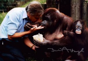 David Attenborough signed 12x8 inch colour photo. Good Condition. All autographs come with a