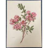 Print. Titled R. racemosum by C Rilfel Measures 16 x 12 inches. Fair Condition. Good Condition.