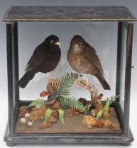 Male and female taxidermy blackbirds in glass case (broken rear glass), overall 35 x 36 x 26cm