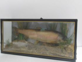 A taxidermy fish in a rectangular glazed case, 26 x 54 x 17cm