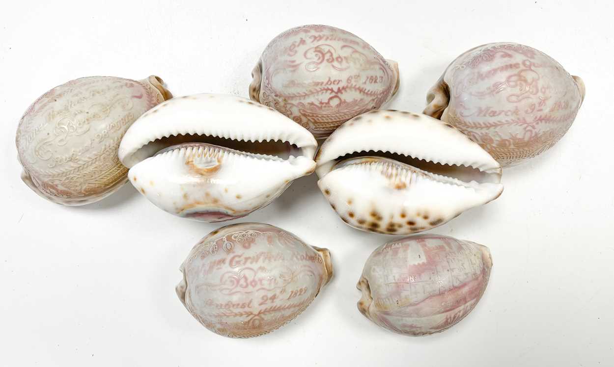 A collection of carved commemorative Cowrie shells, early 19th century, - Image 4 of 12