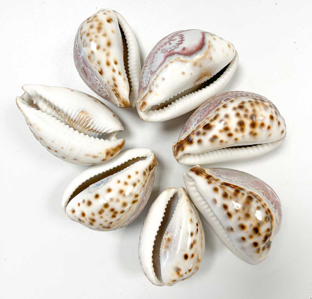 A collection of carved commemorative Cowrie shells, early 19th century, - Image 5 of 12