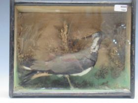 A late 19th/early 20th century taxidermy lapwing within a glazed case 30 x 38 x 16cm