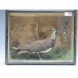 A late 19th/early 20th century taxidermy lapwing within a glazed case 30 x 38 x 16cm