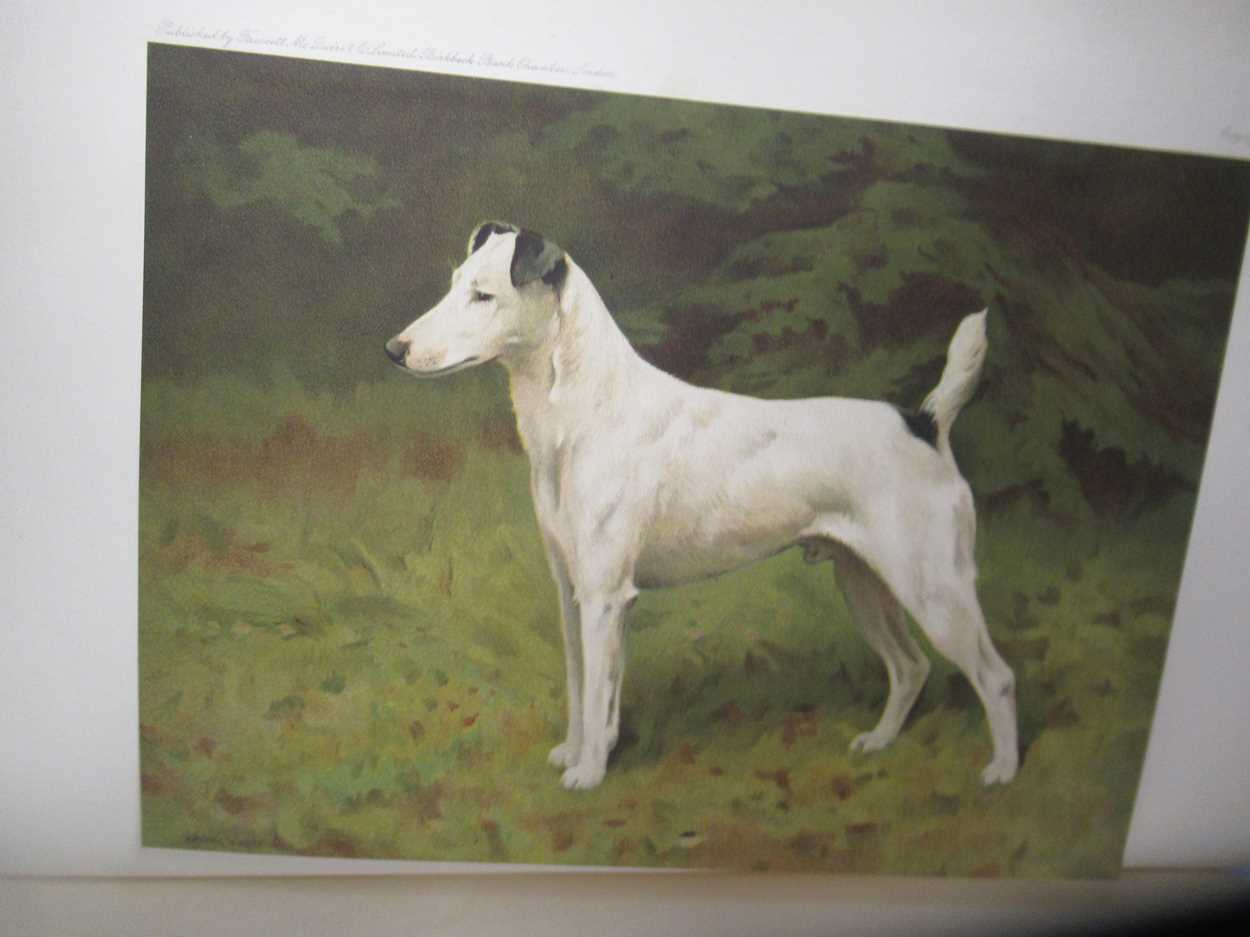 Harding Cox; The Fox Terrier and Bloodhounds, Dachshunds & Borzois please see further images for - Image 5 of 13