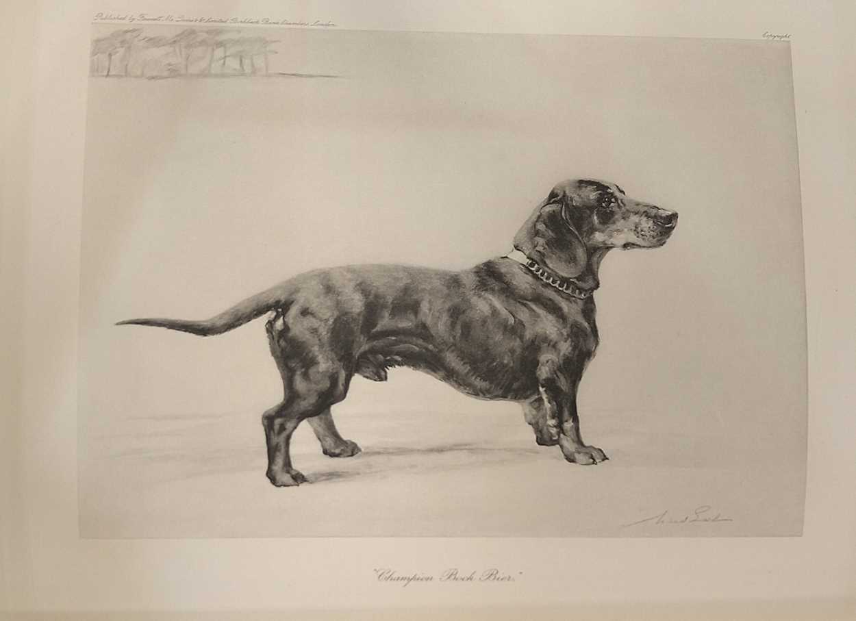 Harding Cox; The Fox Terrier and Bloodhounds, Dachshunds & Borzois please see further images for - Image 13 of 13