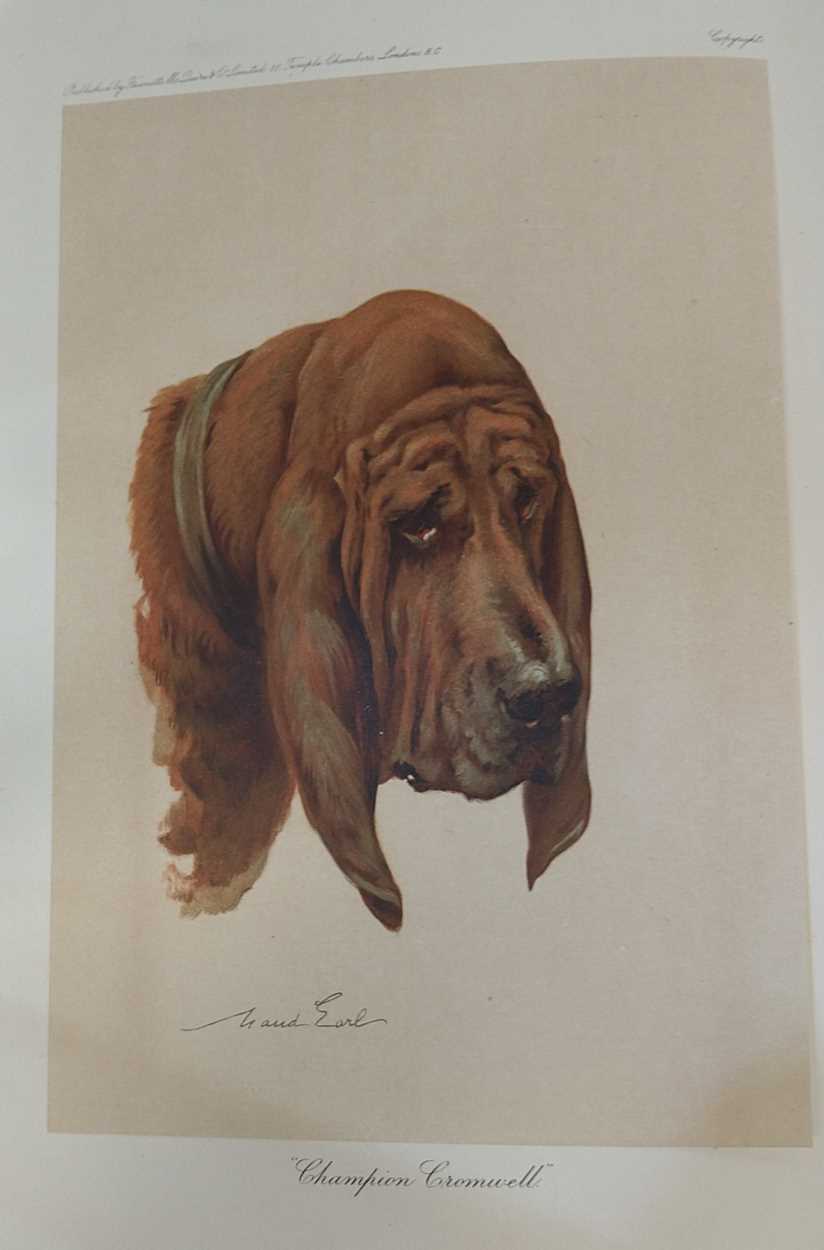 Harding Cox; The Fox Terrier and Bloodhounds, Dachshunds & Borzois please see further images for - Image 11 of 13