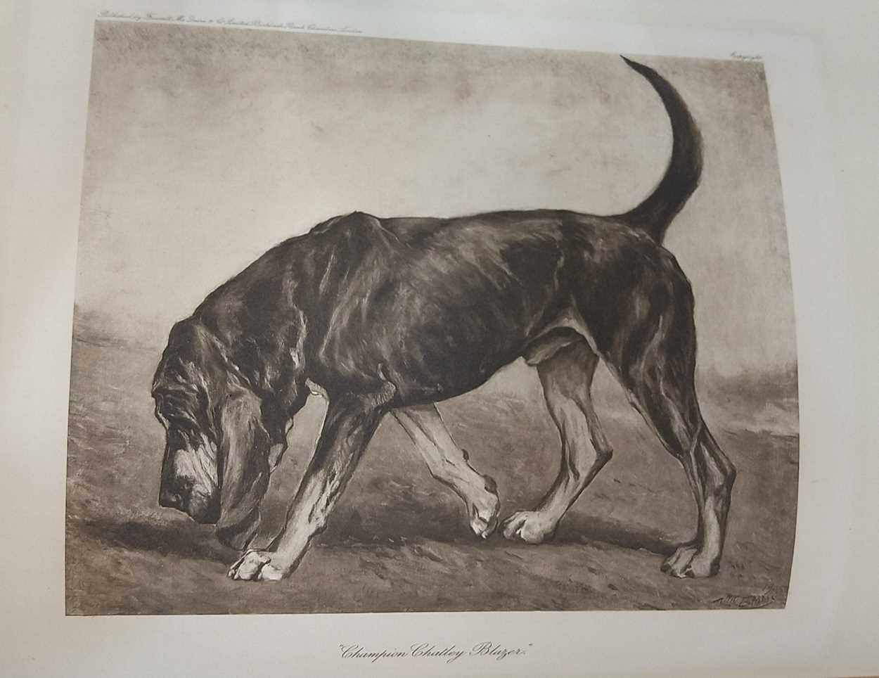 Harding Cox; The Fox Terrier and Bloodhounds, Dachshunds & Borzois please see further images for - Image 8 of 13