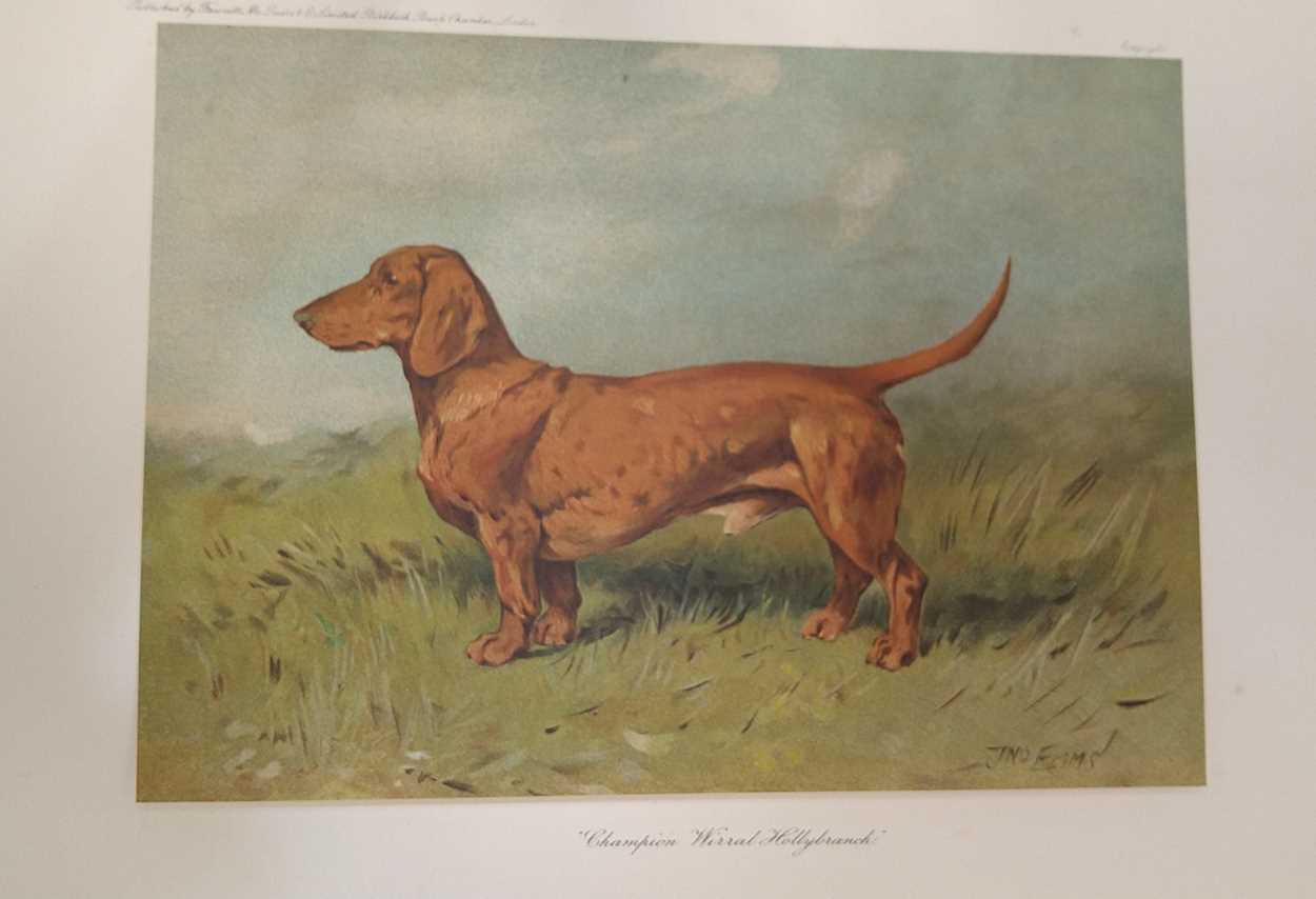 Harding Cox; The Fox Terrier and Bloodhounds, Dachshunds & Borzois please see further images for - Image 9 of 13