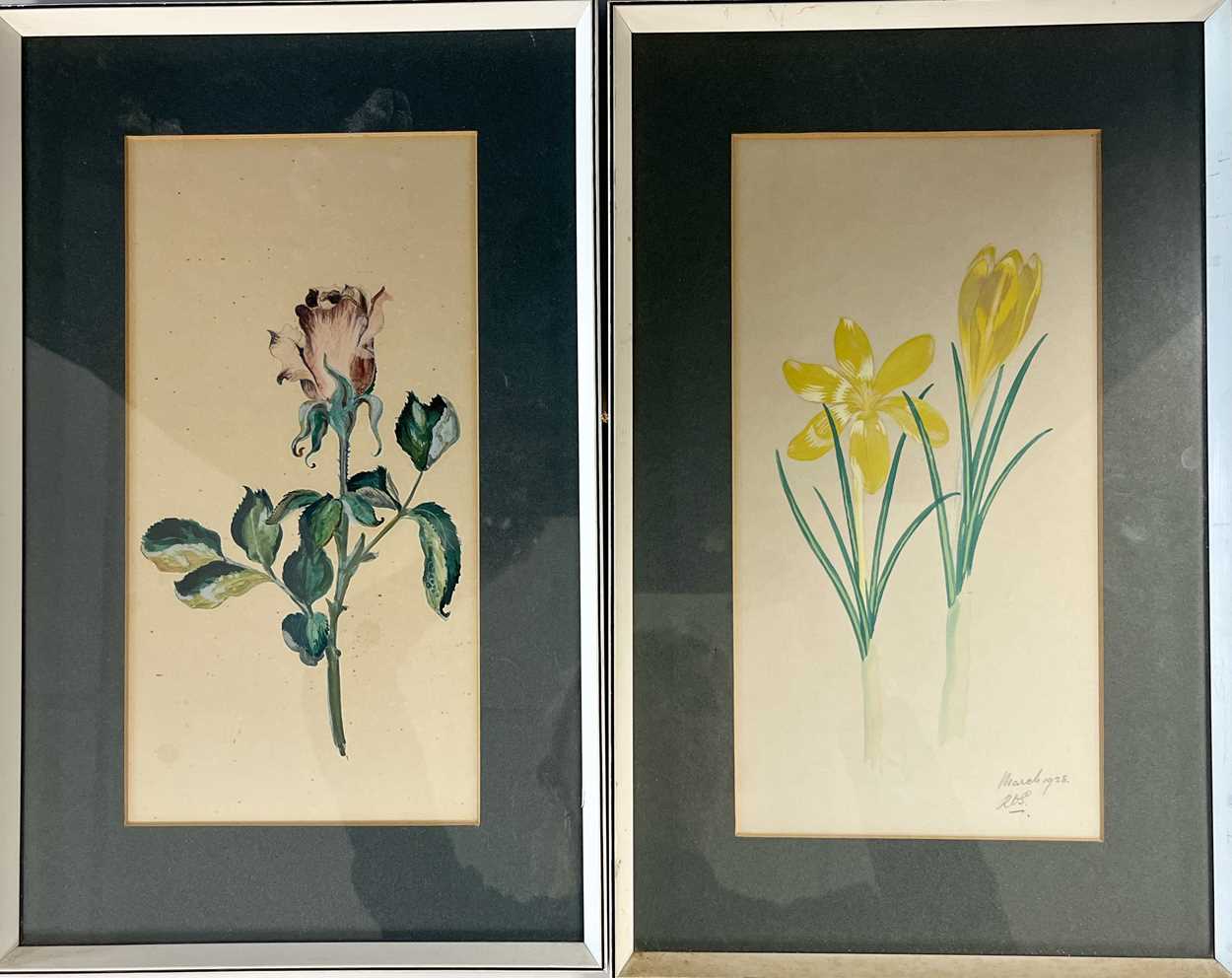 A collection of six watercolour and gouache botanical studies by Ronald Simpson, - Image 5 of 24
