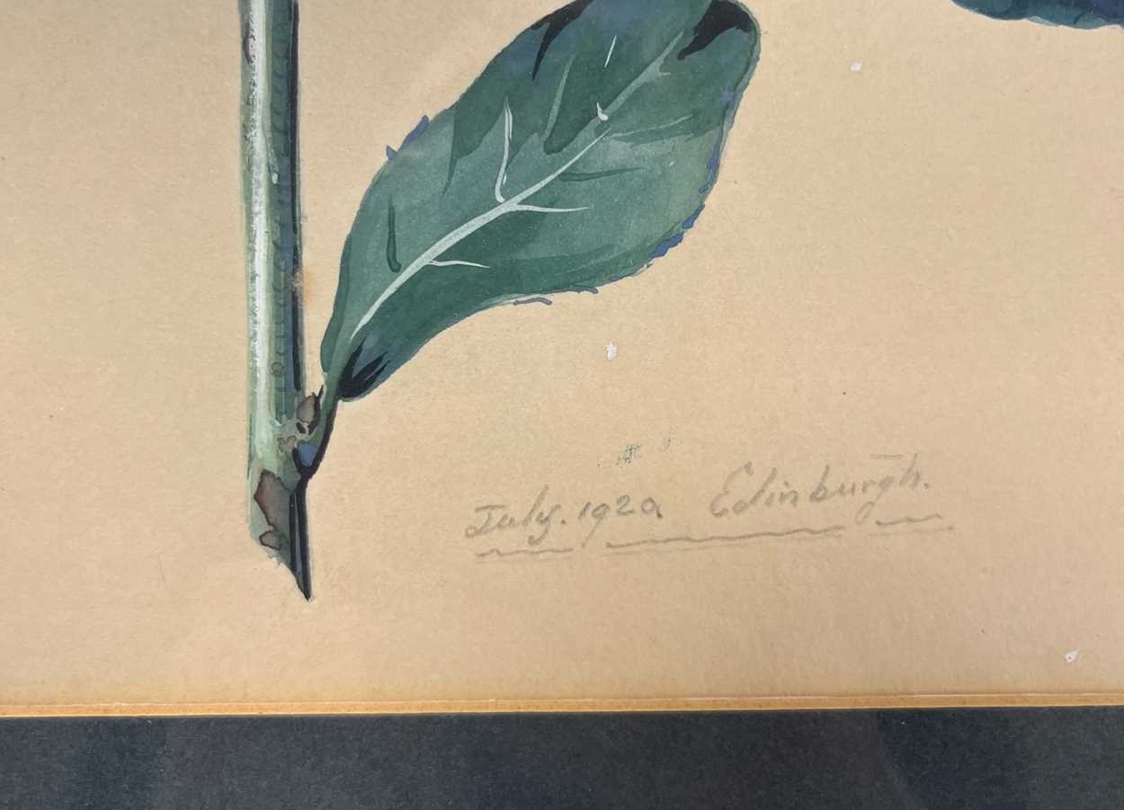 A collection of six watercolour and gouache botanical studies by Ronald Simpson, - Image 22 of 24