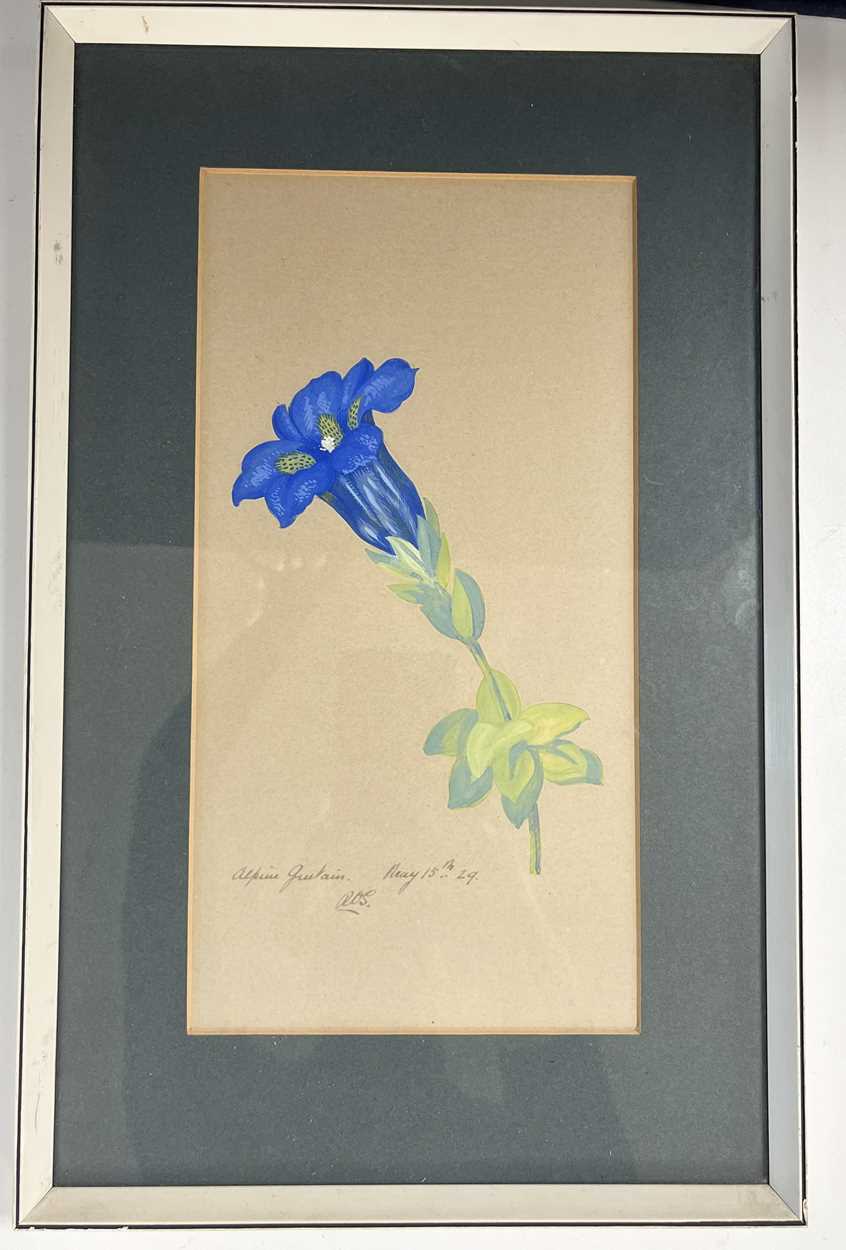 A collection of six watercolour and gouache botanical studies by Ronald Simpson, - Image 10 of 24