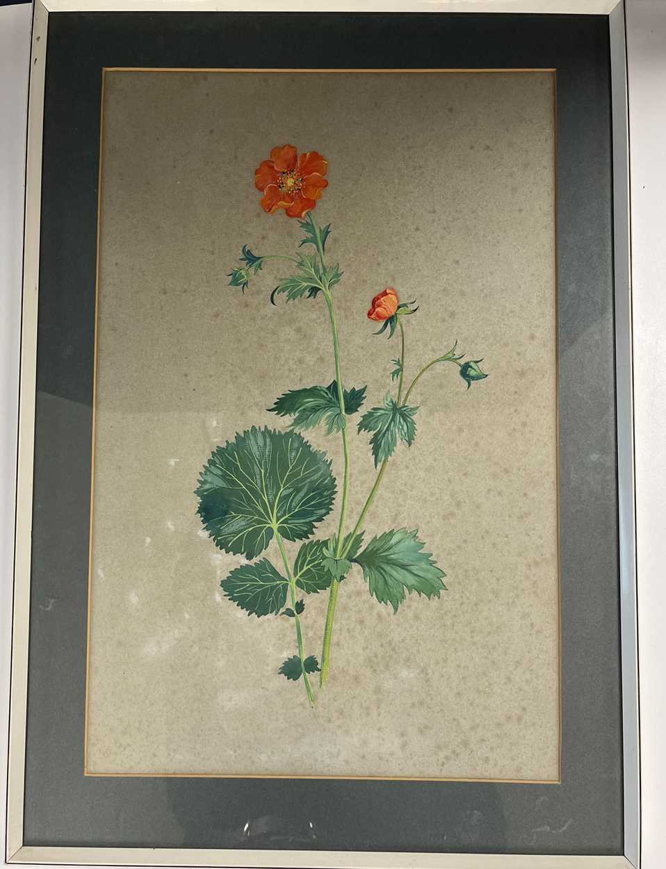 A collection of six watercolour and gouache botanical studies by Ronald Simpson, - Image 6 of 24