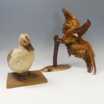 A Taxidermy Duck, H 25 cm, together with a Taxidermy wall mount of a bird on branch(2)