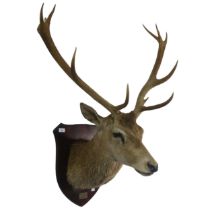 Taxidermy: A late 20th century mounted Stag head, with 12 points (5 + 7), probably a red deer