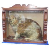 Taxidermy; A Victorian cased taxidermy specimen of a Dog, 'Old Glover', possibly by 'Richard