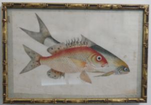 A Chinese pith painting of Fish, Qing Dynasty, with border, 20cm x 30xm, in giltwood faux bamboo
