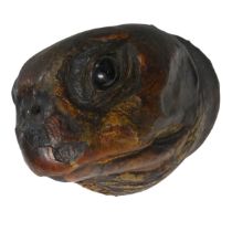 Taxidermy; A large Victorian Turtle Head, wooden back, W 17 cm x H 17 cm x D 21 cm.