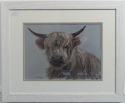 Wendy Jelier (Modern, circa 2019), Highland Calf, pastel, signed 'W. Jelier', 26cm x 36cm,