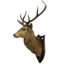 Taxidermy: A late 20th century mounted Stag head, with 7 points (3 + 4), probably a red deer stag,