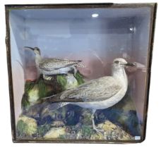 Taxidermy: A Victorian cased study of a Curlew and Seagull, by 'James Gardner, Naturalists, To The