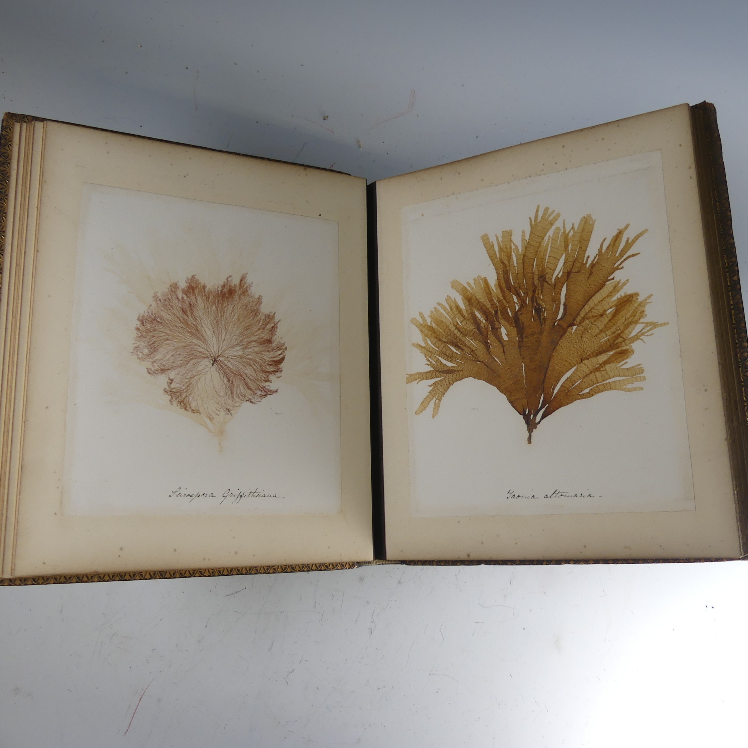 'British Marine Algae; Mounted and Arranged by E.H. Boning, Torquay' so titled on stuckdown label to