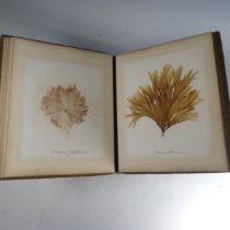 'British Marine Algae; Mounted and Arranged by E.H. Boning, Torquay' so titled on stuckdown label to