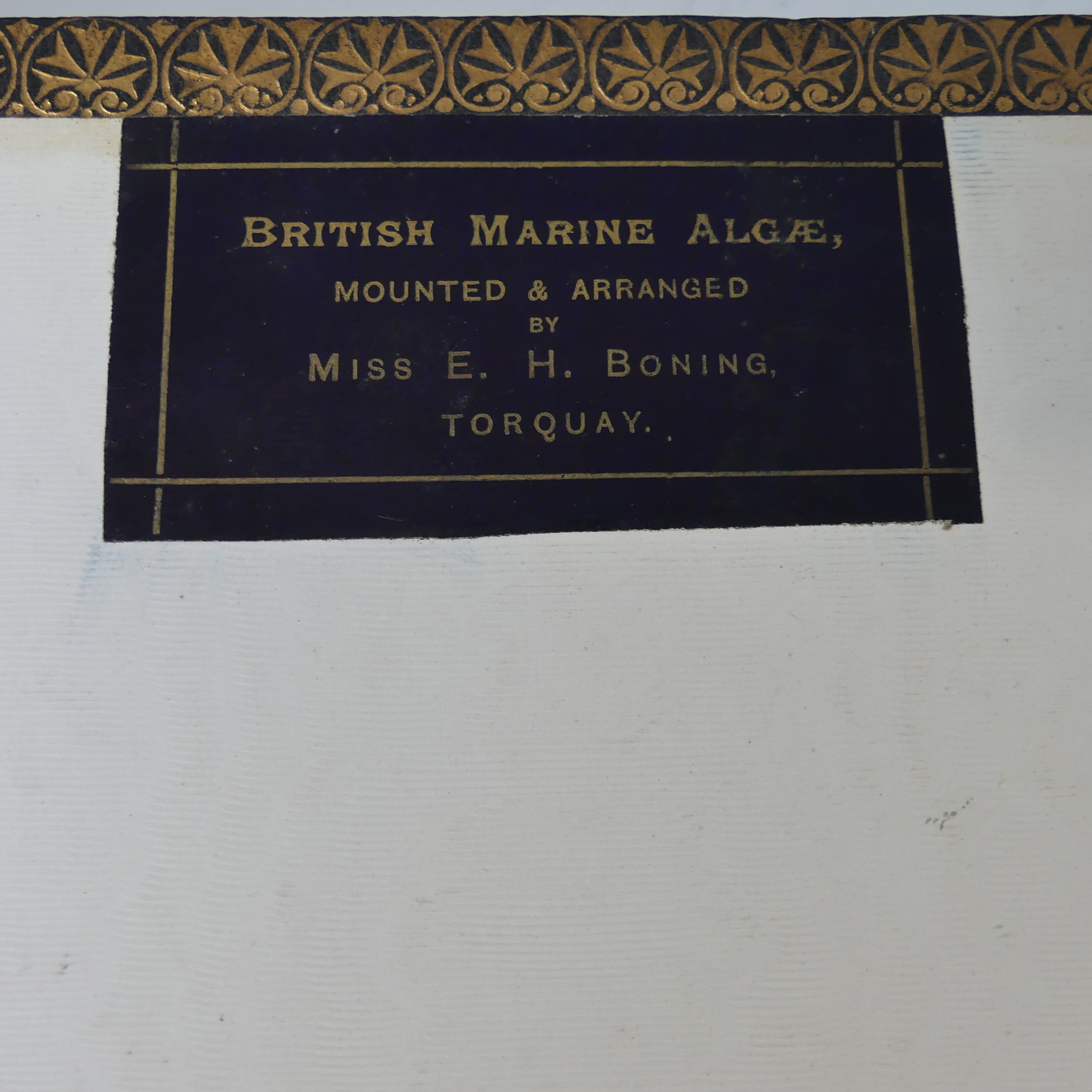 'British Marine Algae; Mounted and Arranged by E.H. Boning, Torquay' so titled on stuckdown label to - Bild 3 aus 9