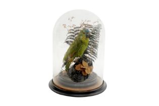 A LATE VICTORIAN TAXIDERMY ORANGE-WINGED AMAZON PARROT