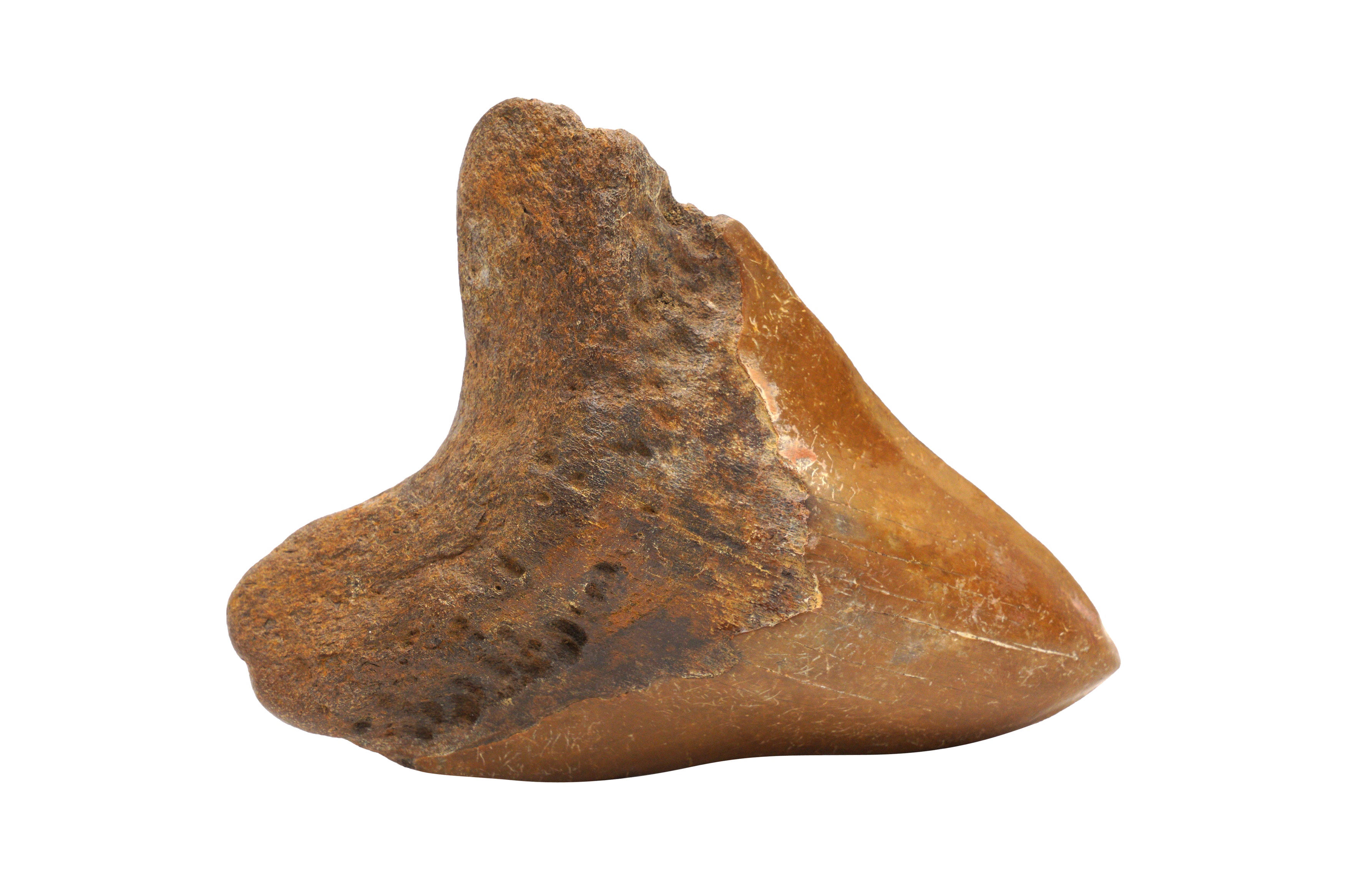 A BROWN RIVER MEGALODON SHARK TOOTH FOSSIL