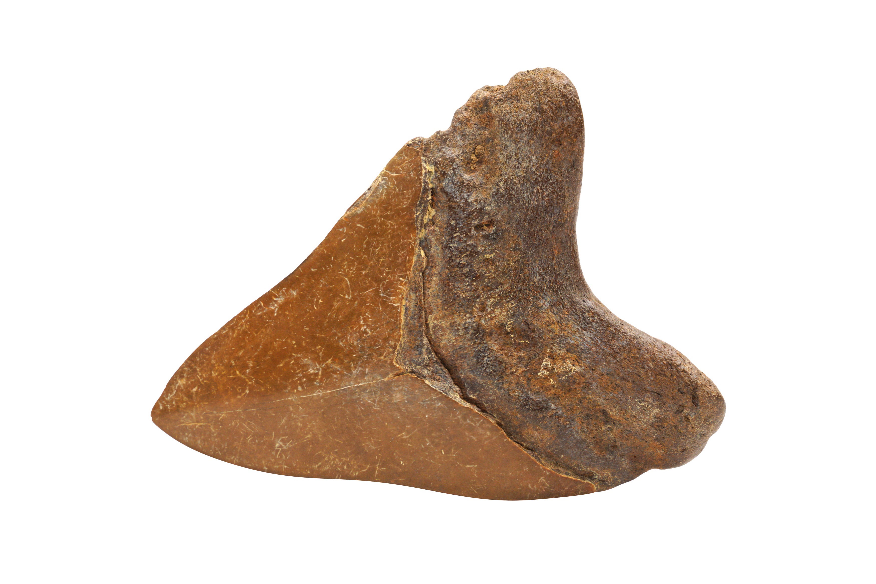 A BROWN RIVER MEGALODON SHARK TOOTH FOSSIL - Image 2 of 2