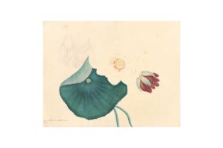 UNKNOWN ARTIST 佚名 Study of a lotus flower 蓮花