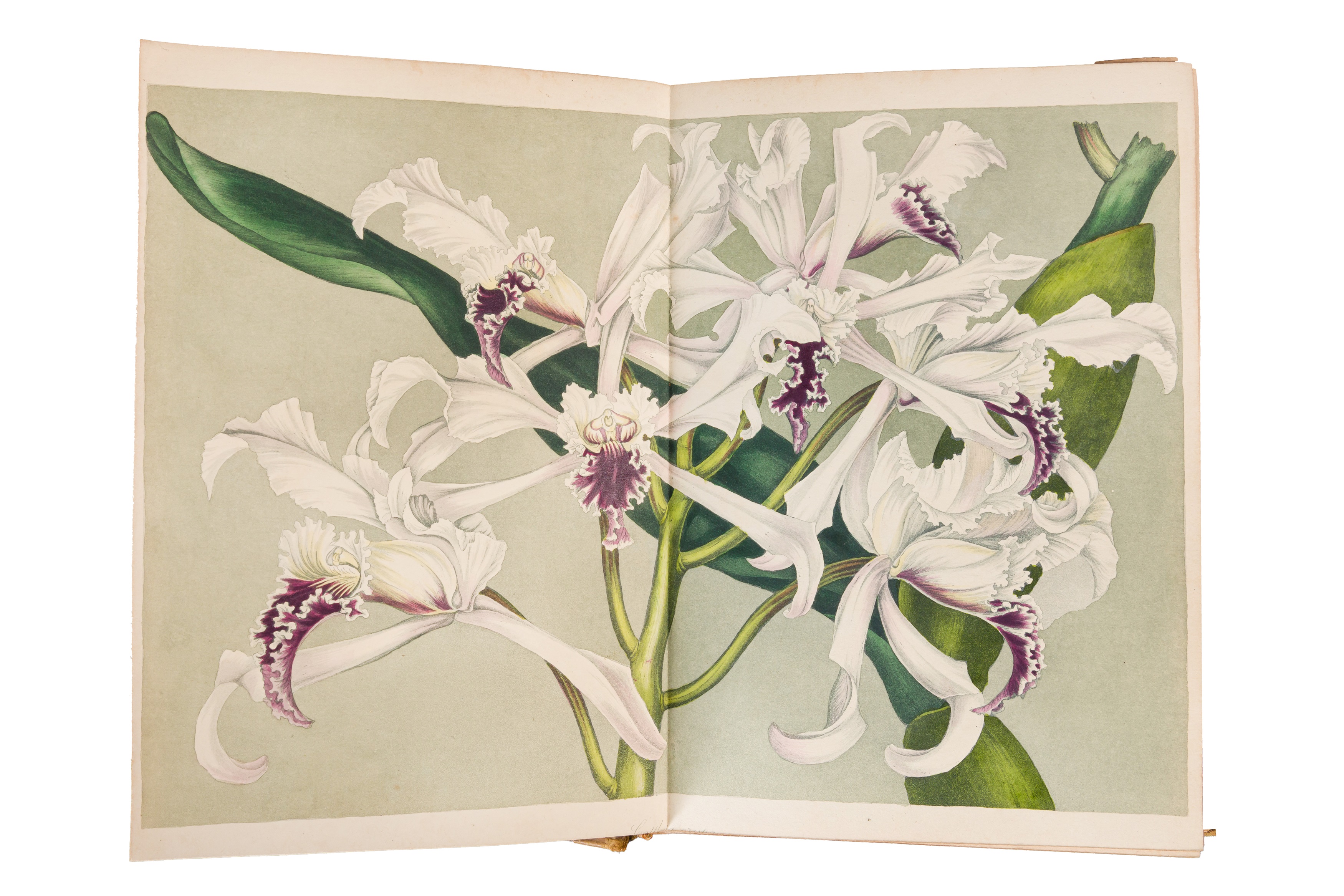 Botanical plates. Harrison & Paxton - Image 3 of 5