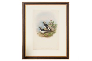 Gould (John) A collection of 27 hand-coloured lithographs from ‘The Birds of Europe’ (1837) and ‘The