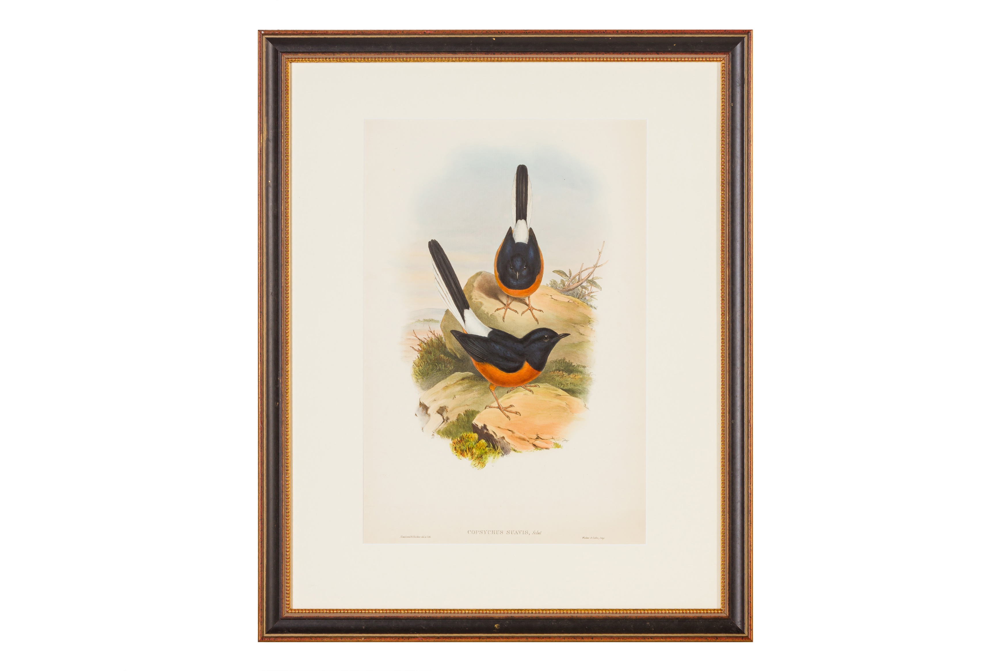 Gould (John) A collection of 27 hand-coloured lithographs from ‘The Birds of Europe’ (1837) and ‘The - Image 2 of 3