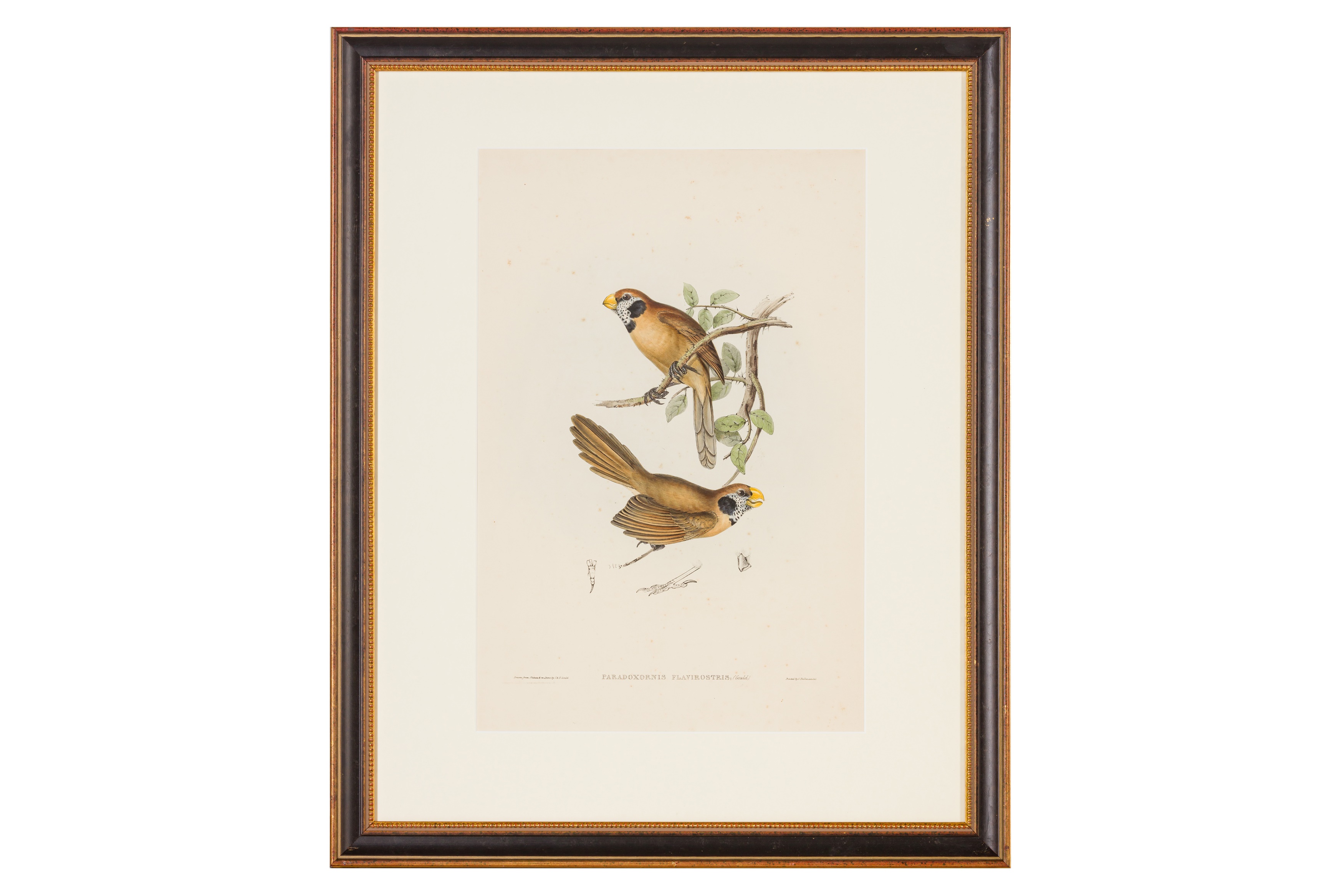 Gould (John) A collection of 27 hand-coloured lithographs from ‘The Birds of Europe’ (1837) and ‘The - Image 3 of 3