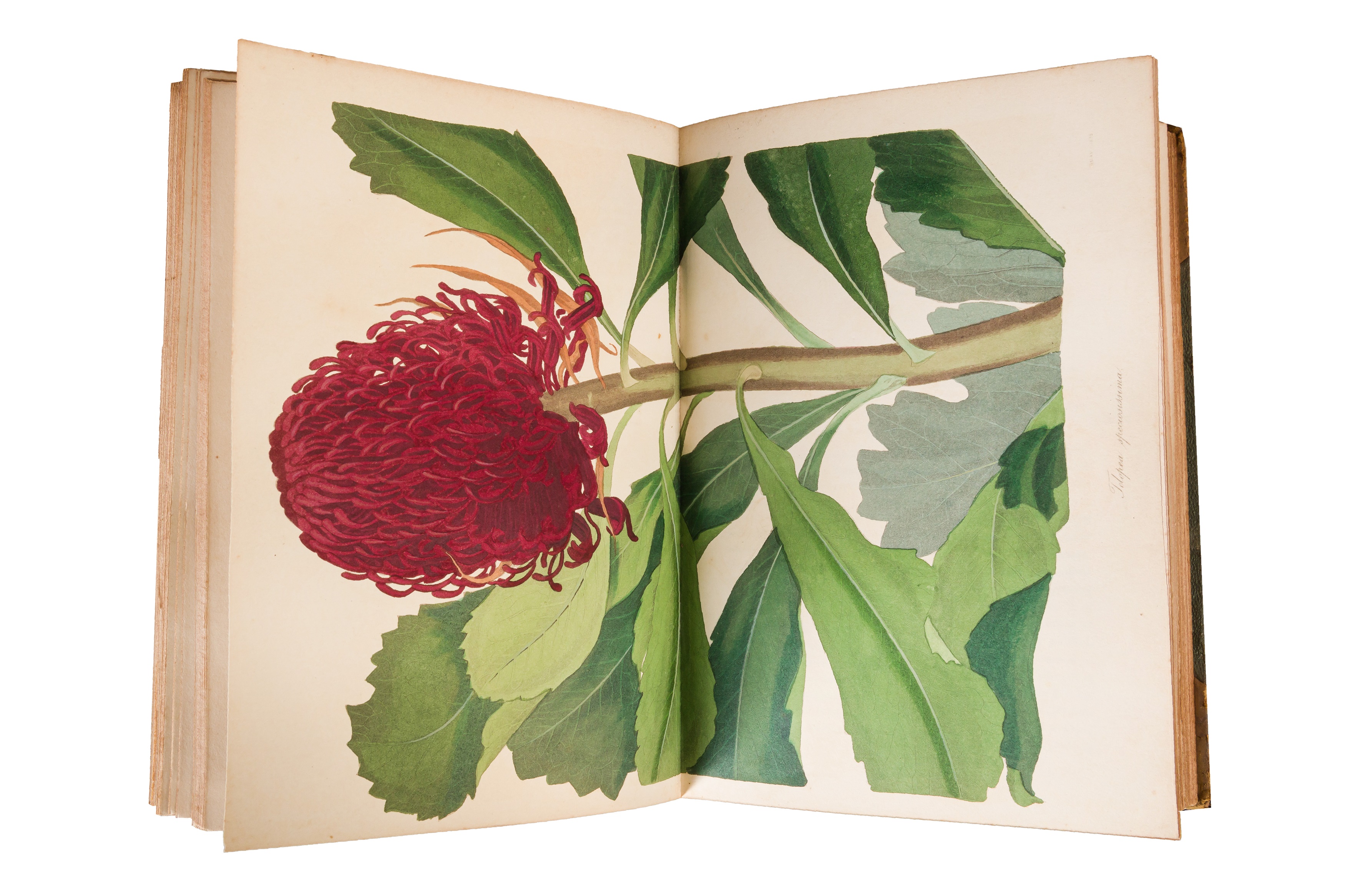 Botanical plates. Harrison & Paxton - Image 4 of 5