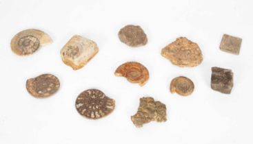 Assorted fossils