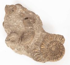 An ammonite multi block